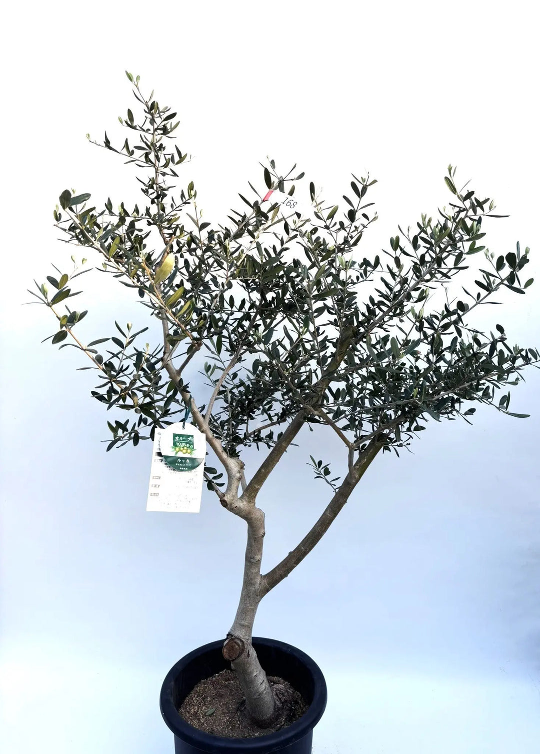 ルッカ Lサイズ 約140cm K-168 オリーブの木 人気品種 - 株式
