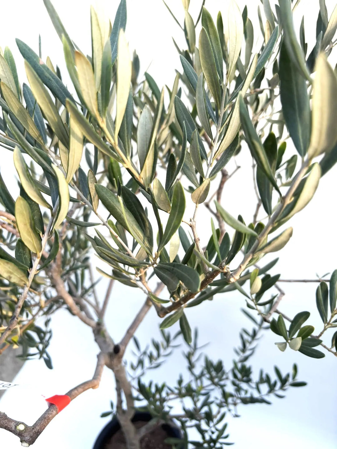 オリーブの木　ブラックイタリアン　8号　約110cm　K-29　一点物　希少品種 オリーブの木 ブラックイタリアン 8号 約110cm K-29 一点物 希少
