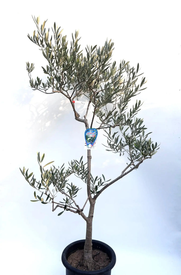 さっちゃん　オリーブの木　デルモロッコ　　ブラックイタリアン さっちゃん様専用 オリーブの木 デルモロッコ ブラックイタリアン