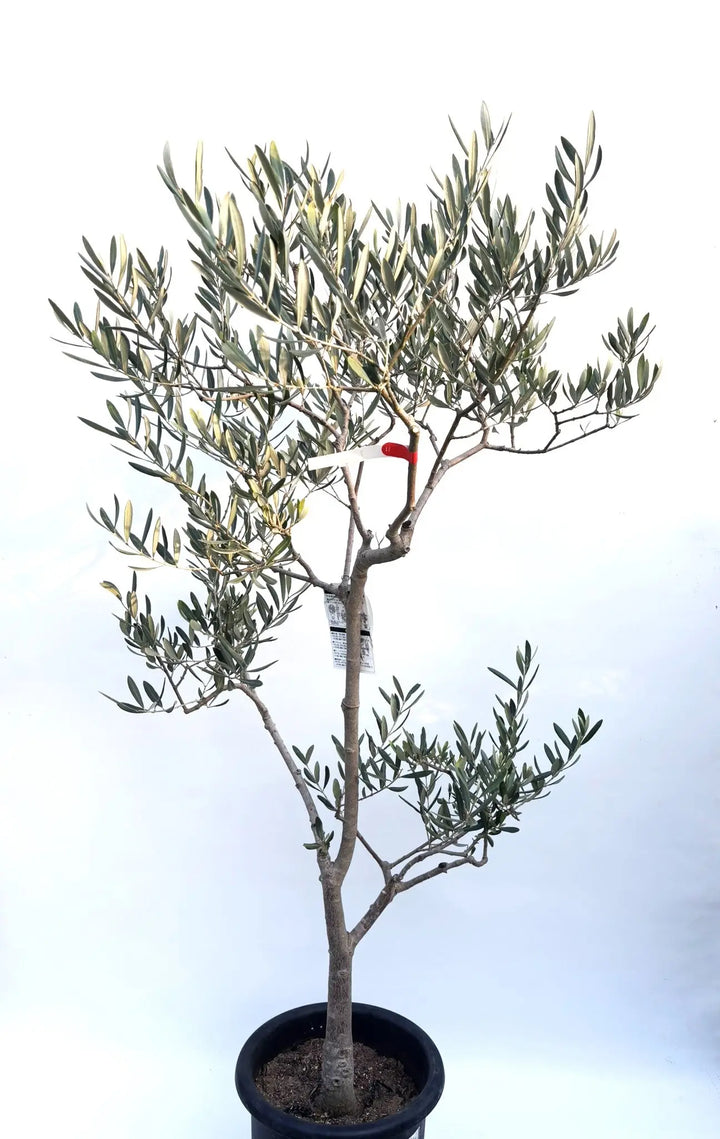 希少・直立型】ブラックイタリアン（オリーブの木）〈オイル向き