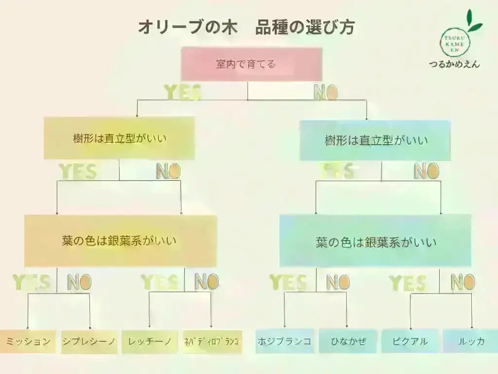 ブラックイタリアン Lサイズ 約160cm K-66 オリーブの木 - 株式会社鶴亀園