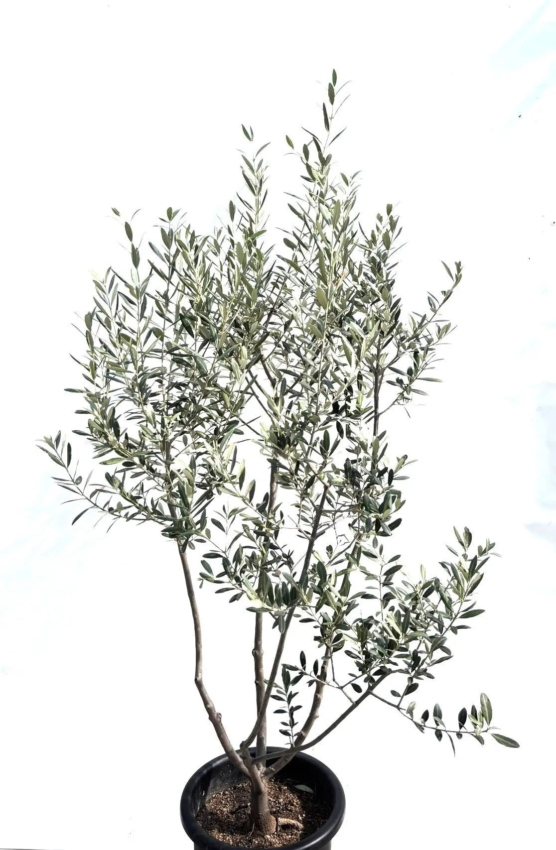 人気・銀葉】レッチーノ（オリーブの木）〈シンボル向き〉｜170cm｜L