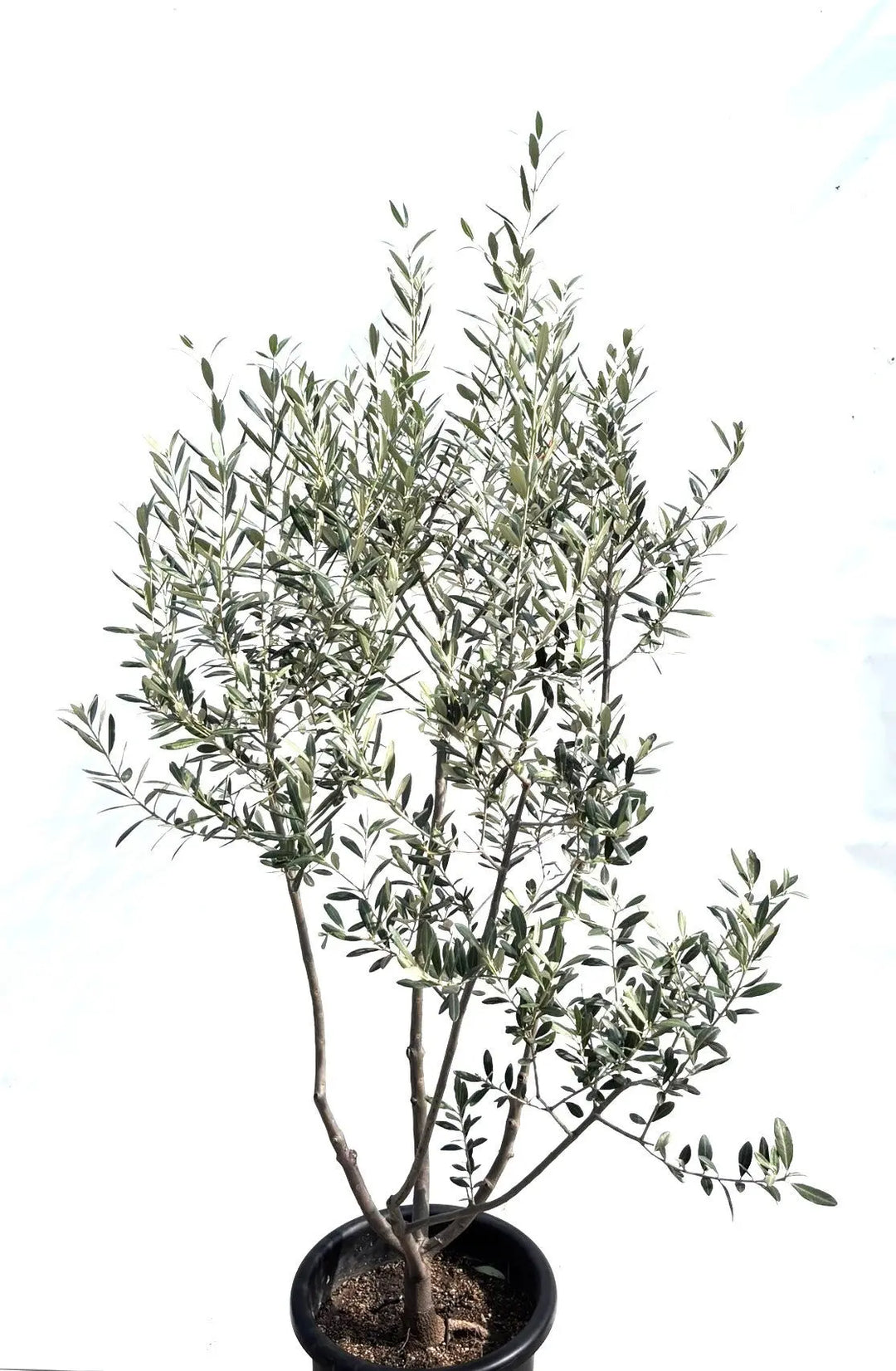 人気・銀葉】レッチーノ（オリーブの木）〈シンボル向き〉｜170cm｜L