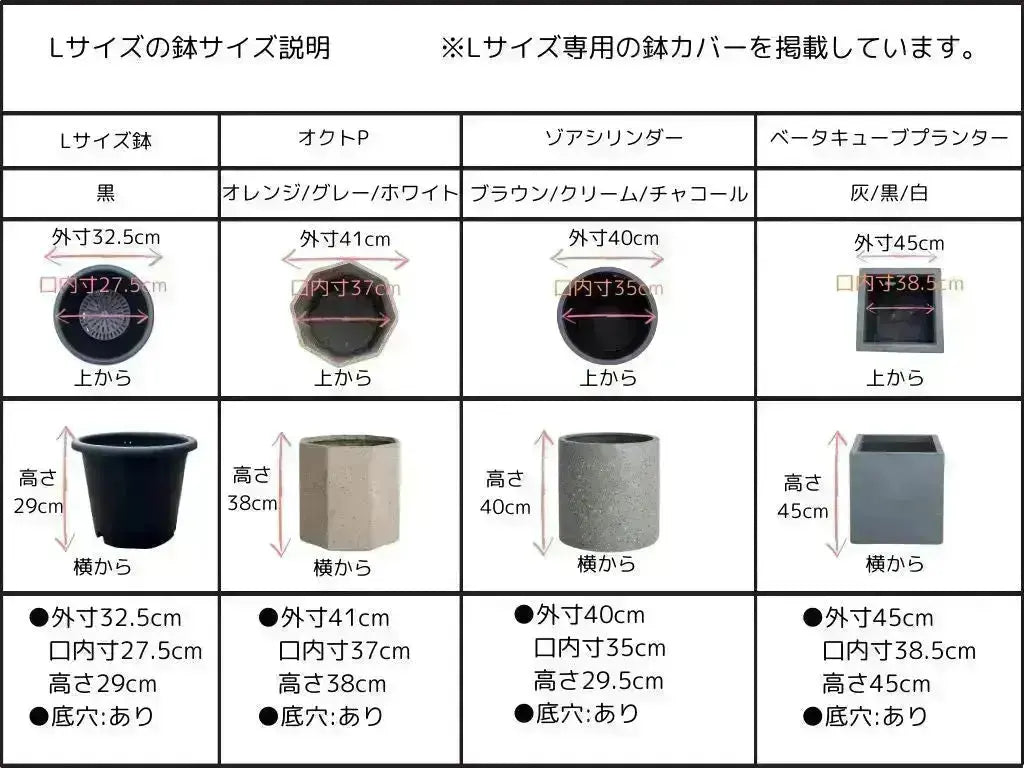 ミッション Lサイズ 約220cm K-171 オリーブの木 人気品種