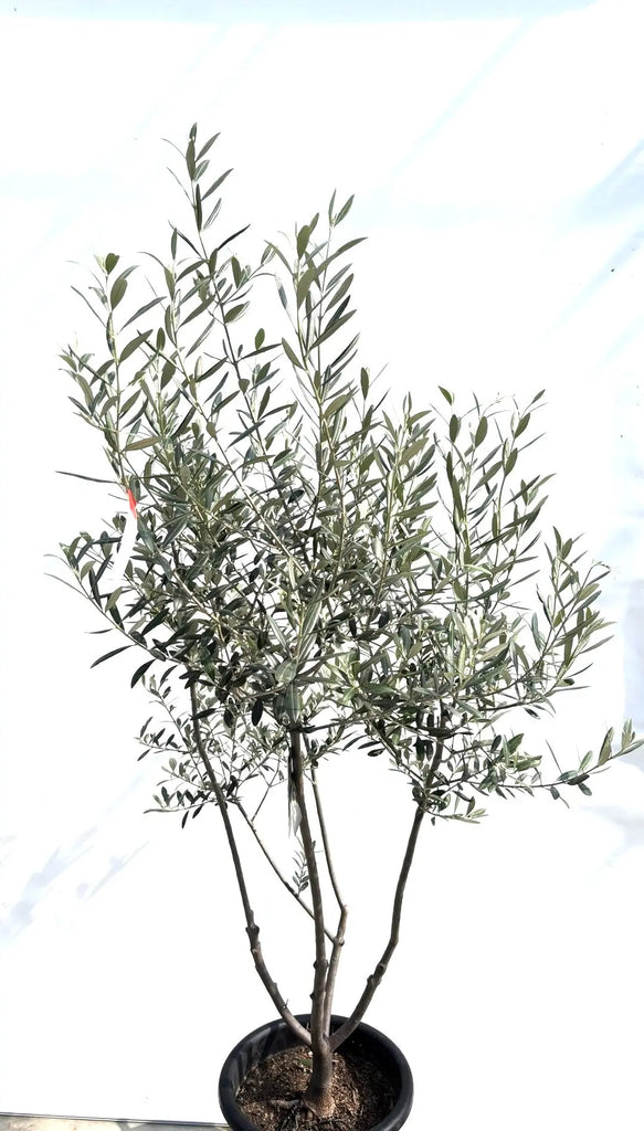 人気・銀葉】レッチーノ（オリーブの木）〈シンボル向き〉｜170cm｜L