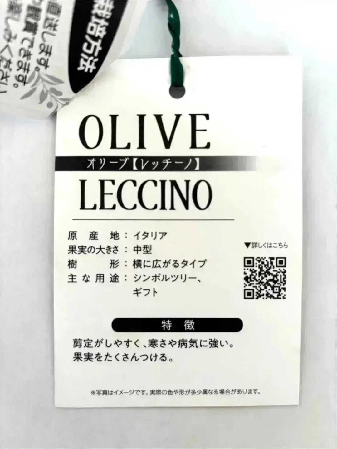 人気・銀葉】レッチーノ（オリーブの木）〈大型商品〉｜220cm