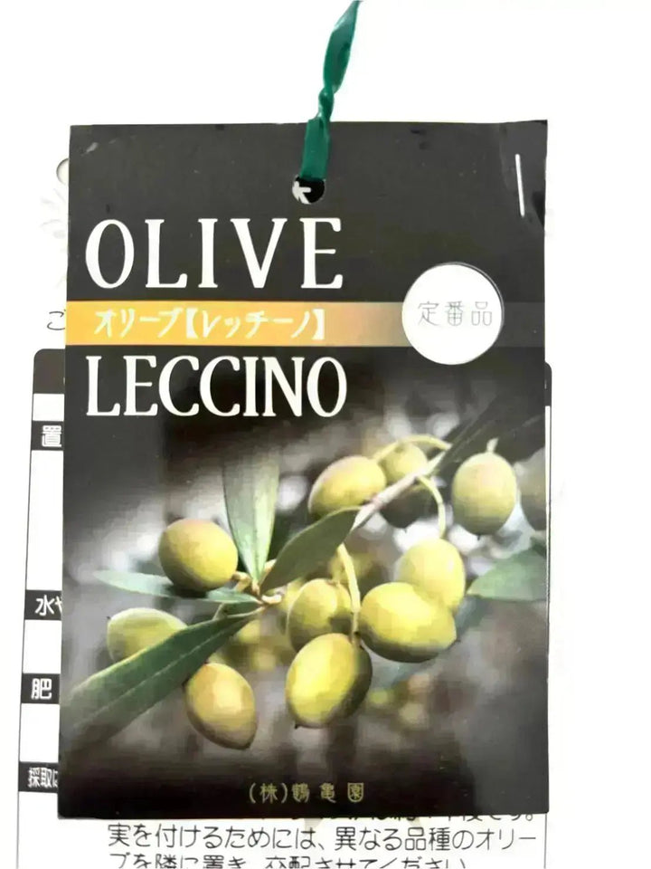 レッチーノ Lサイズ 約170cm K-46 オリーブの木 - 株式会社鶴亀園