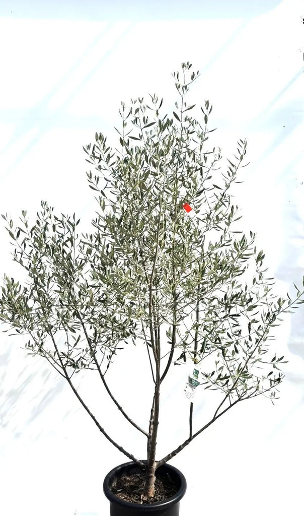 オリーブの木　コロネイキ　10号　約90cm　K-236　現品掲載 オリーブの木 コロネイキ 10号 約90cm K-236 現品掲載 オイル用・小実】