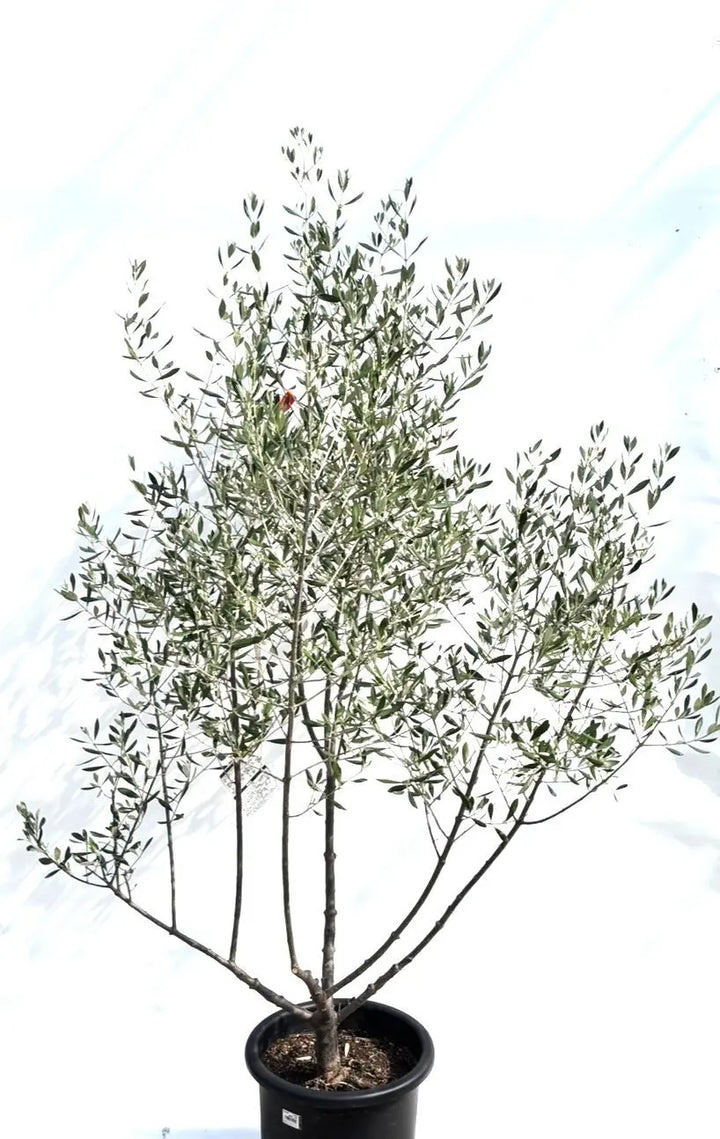 オイル用・小実】コロネイキ（オリーブの木）〈開帳型〉｜180cm｜L