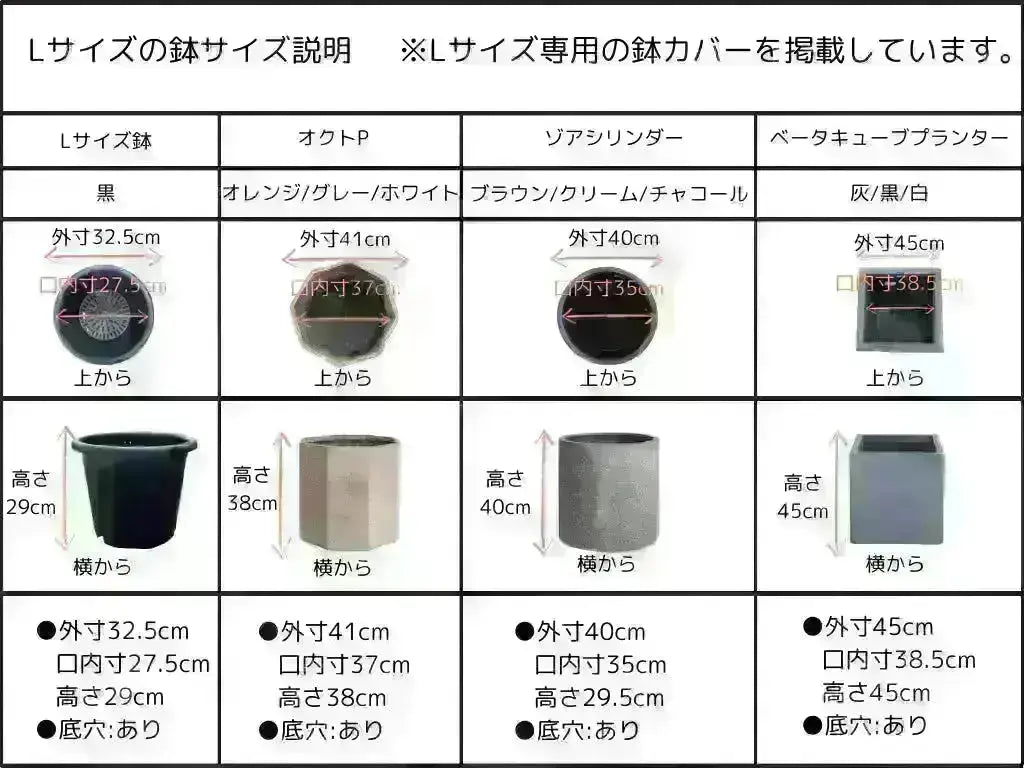 ブラックイタリアン Lサイズ 約160cm K-66 オリーブの木 - 株式