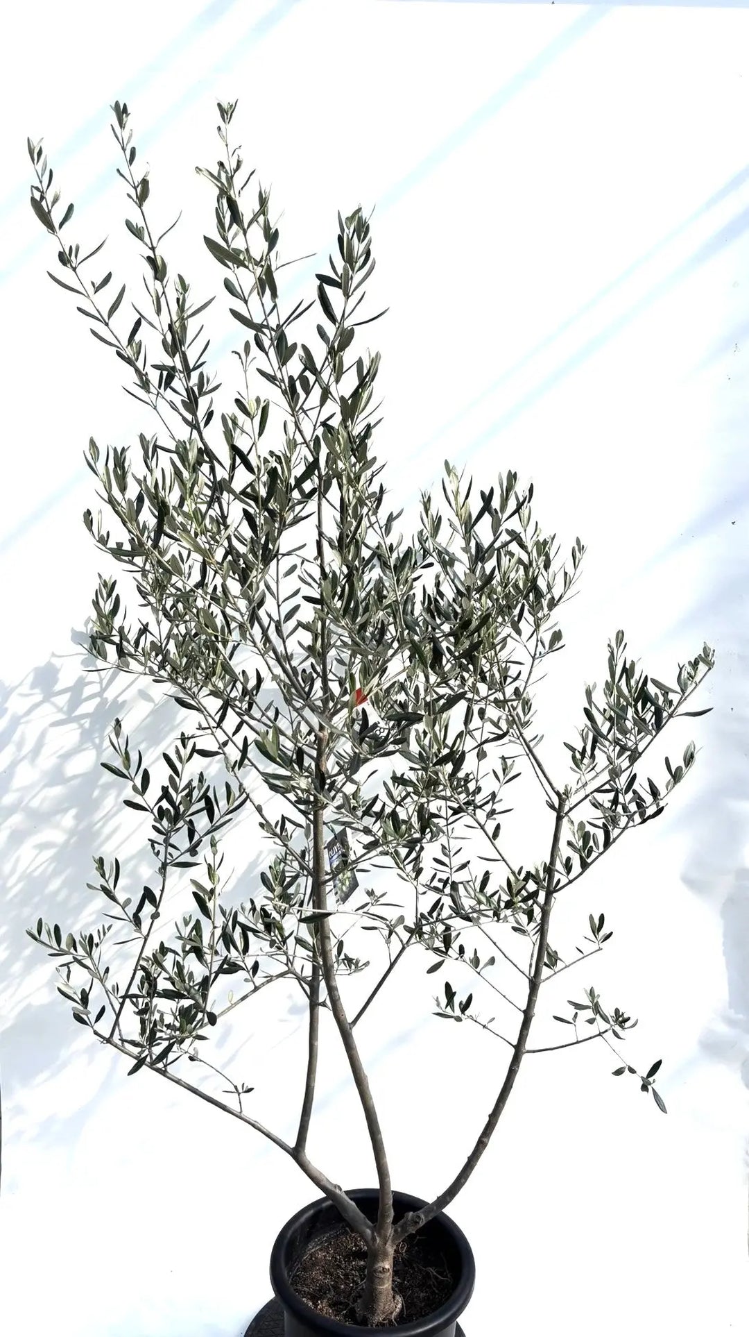 オリーブの木　コレッジョラ　10号　約180cm　K-184　一点物 寒さに強い・開帳型】コレッジョラ（オリーブの木）〈病害虫に強い