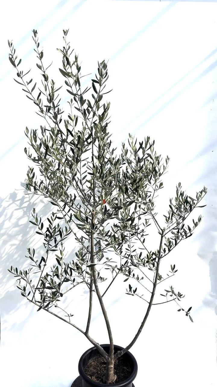 オリーブの木　コレッジョラ　10号　約180cm　K-184　一点物 寒さに強い・開帳型】コレッジョラ（オリーブの木）〈病害虫に