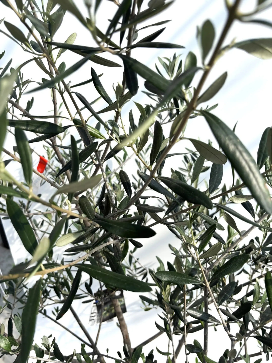 オリーブの木　コレッジョラ　10号　約180cm　K-184　一点物 オリーブの木 コレッジョラ 10号 約180cm K-184 一点物 Correggiola