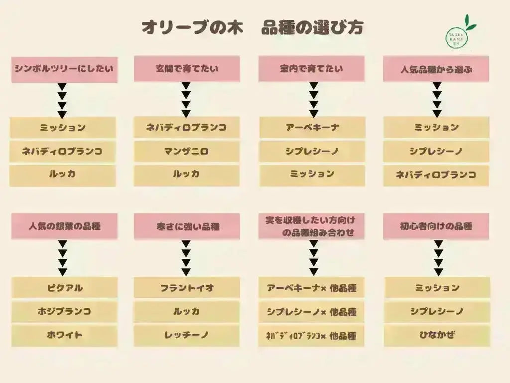 ミッション Sサイズ 約150cm NO.10482 オリーブの木 - 株式会社