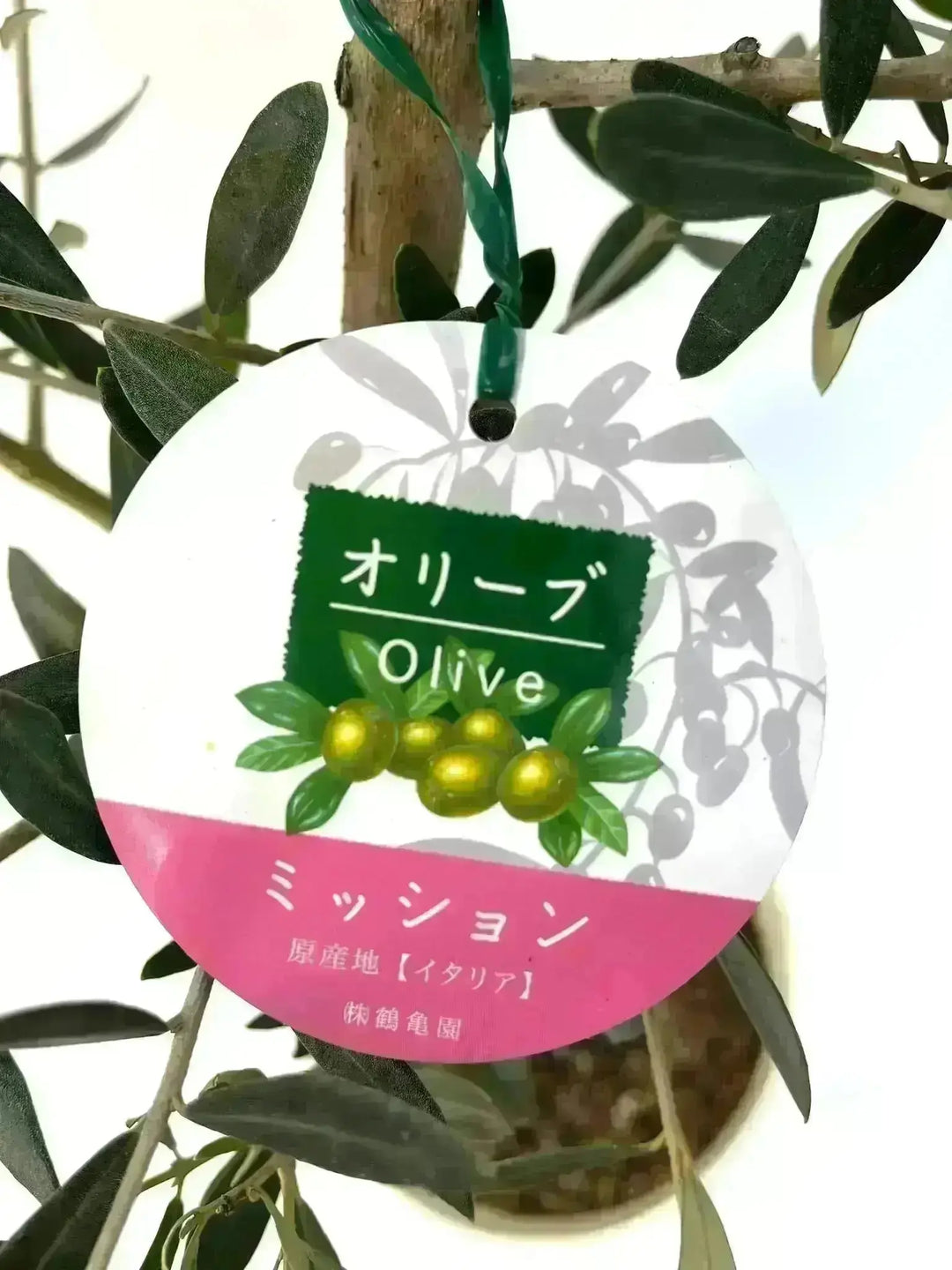 オリーブの木　ミッションA 特選株 オリーブの木 オリーブ souju ミッション 12号 その他