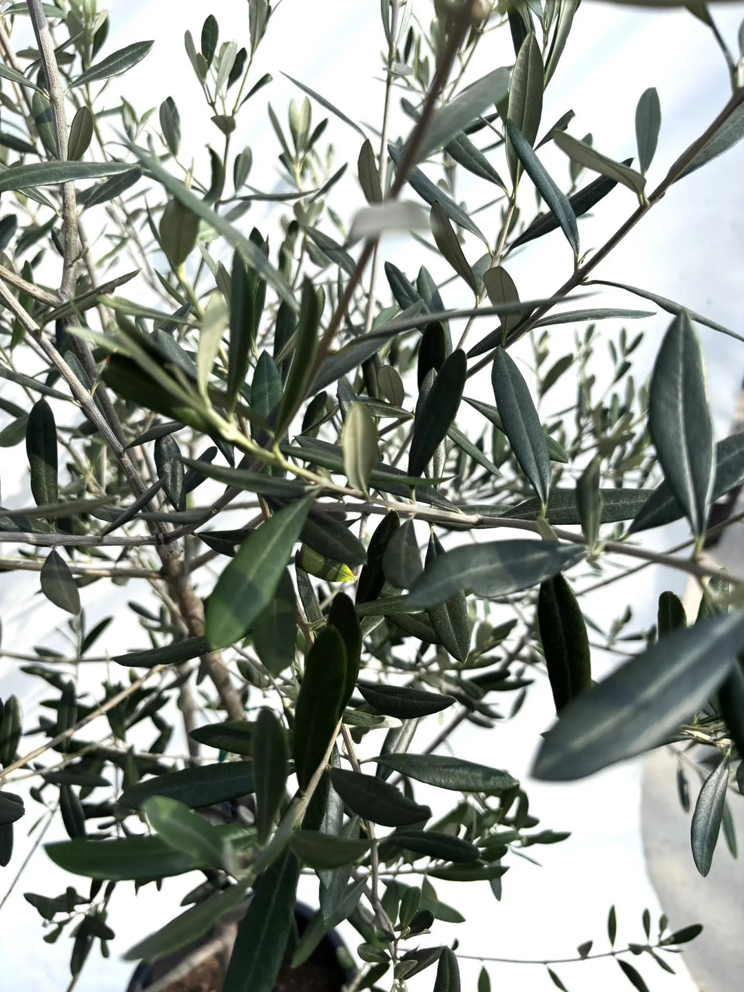 寒さに強い・開帳型】コレッジョラ（オリーブの木）〈病害虫に強い