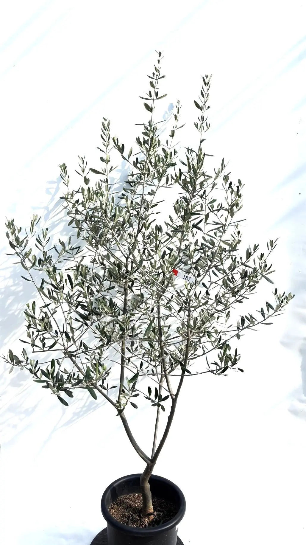 オリーブの木　ワラサ　10号　約160cm　K-70　希少品種　一点物 ホワイト Mサイズ 約130cm K-101 オリーブの木 希少品種 - 株式