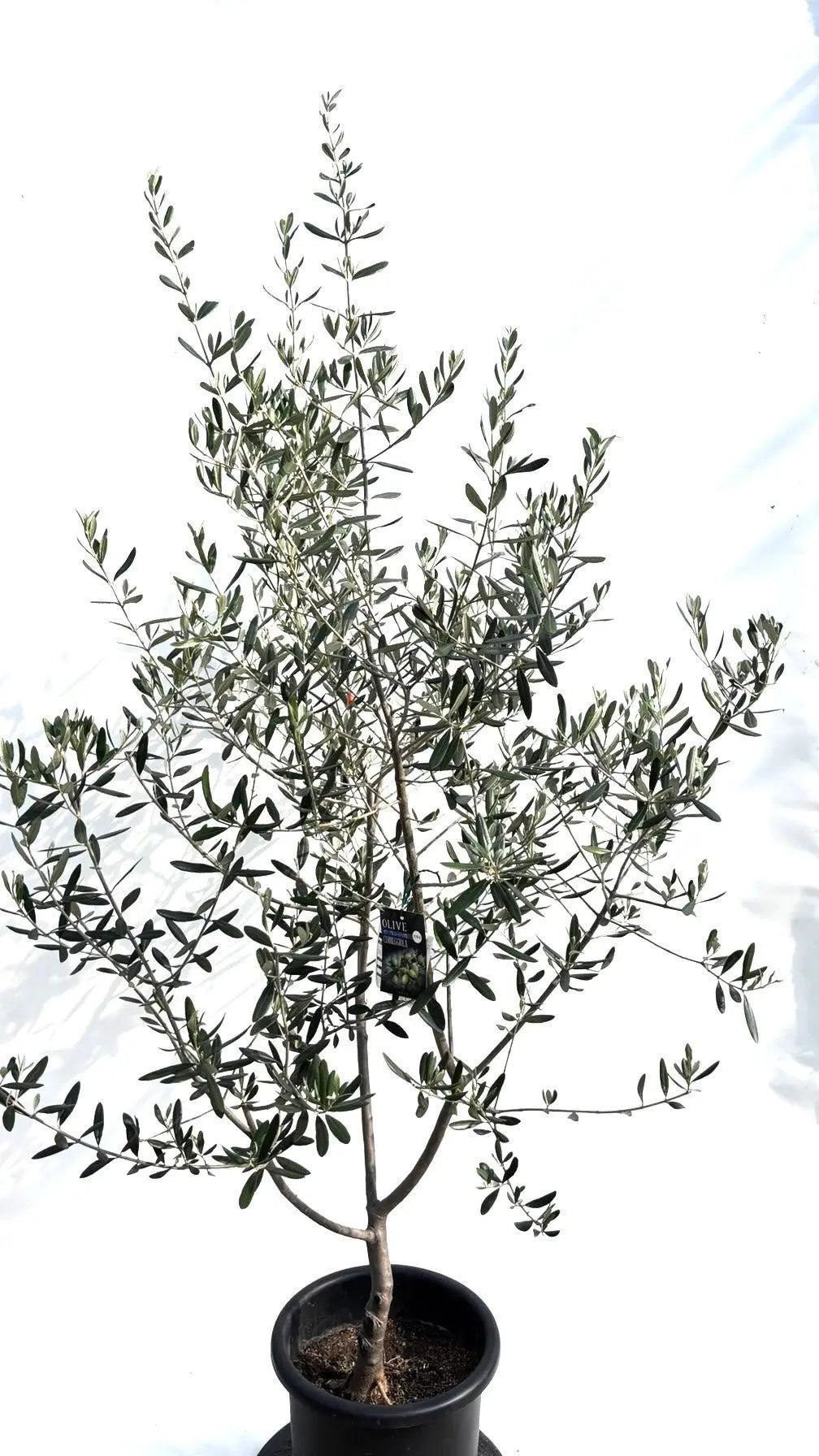 寒さに強い・開帳型】コレッジョラ（オリーブの木）〈病害虫に強い