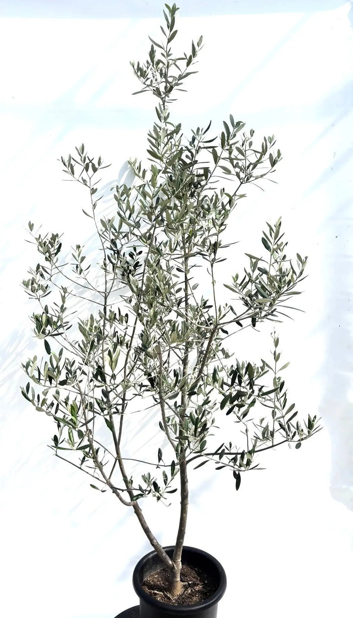なべさと様おまとめ☆オリーブの苗☆ルッカ　ミッション 人気・寒冷地対応】ルッカ（オリーブの木）〈初心者向き〉｜160cm｜L