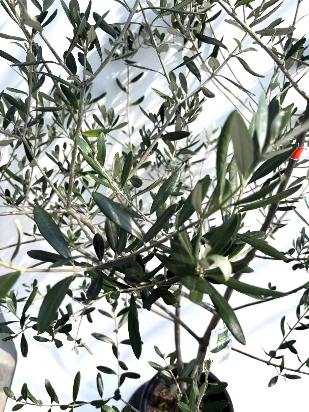 H33cm フラワー・ガーデニング オリーブの木 ルッカ 10号 約