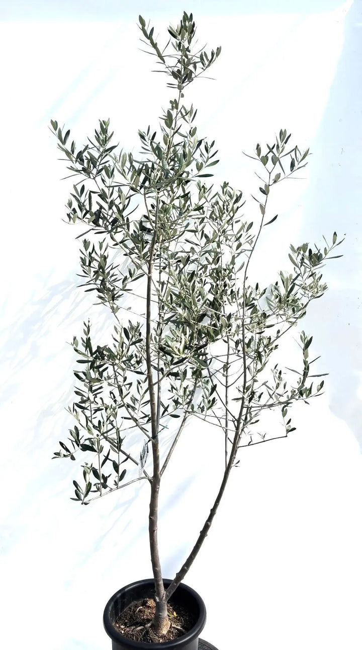 オリーブの木　ルッカ　10号　約210cm　NO.622　人気品種　現品掲載 NEW【人気・寒冷地OK】ルッカ（オリーブの木）〈大型商品〉｜約