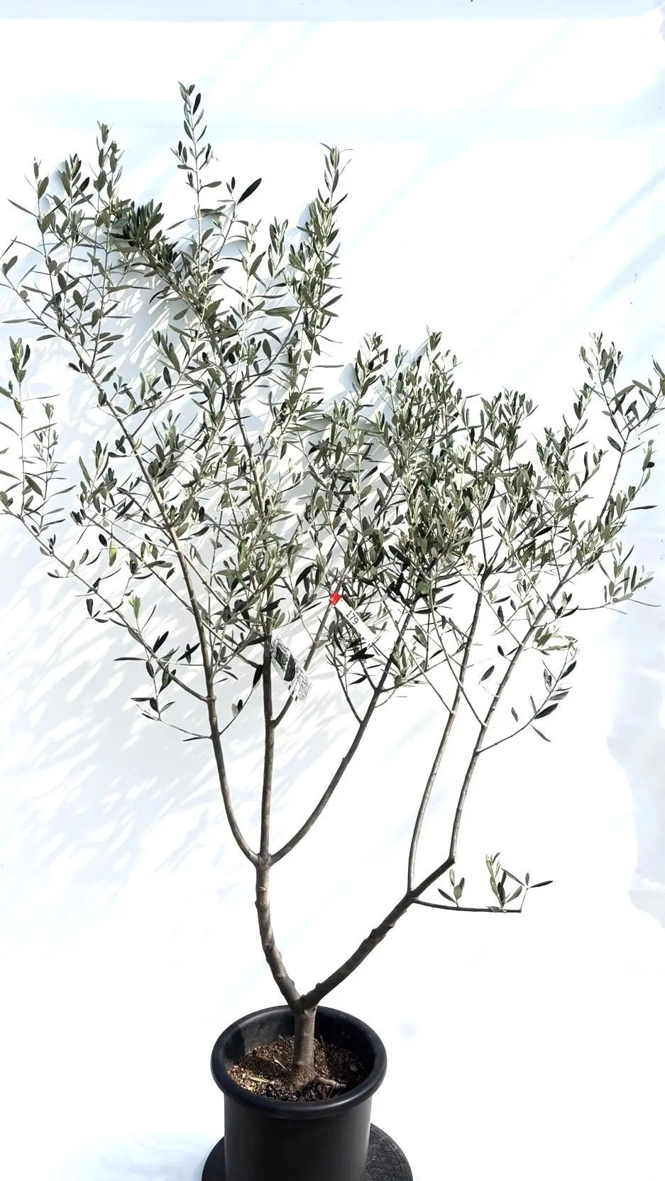 人気・寒冷地対応】ルッカ（オリーブの木）〈初心者向き〉｜200cm｜L