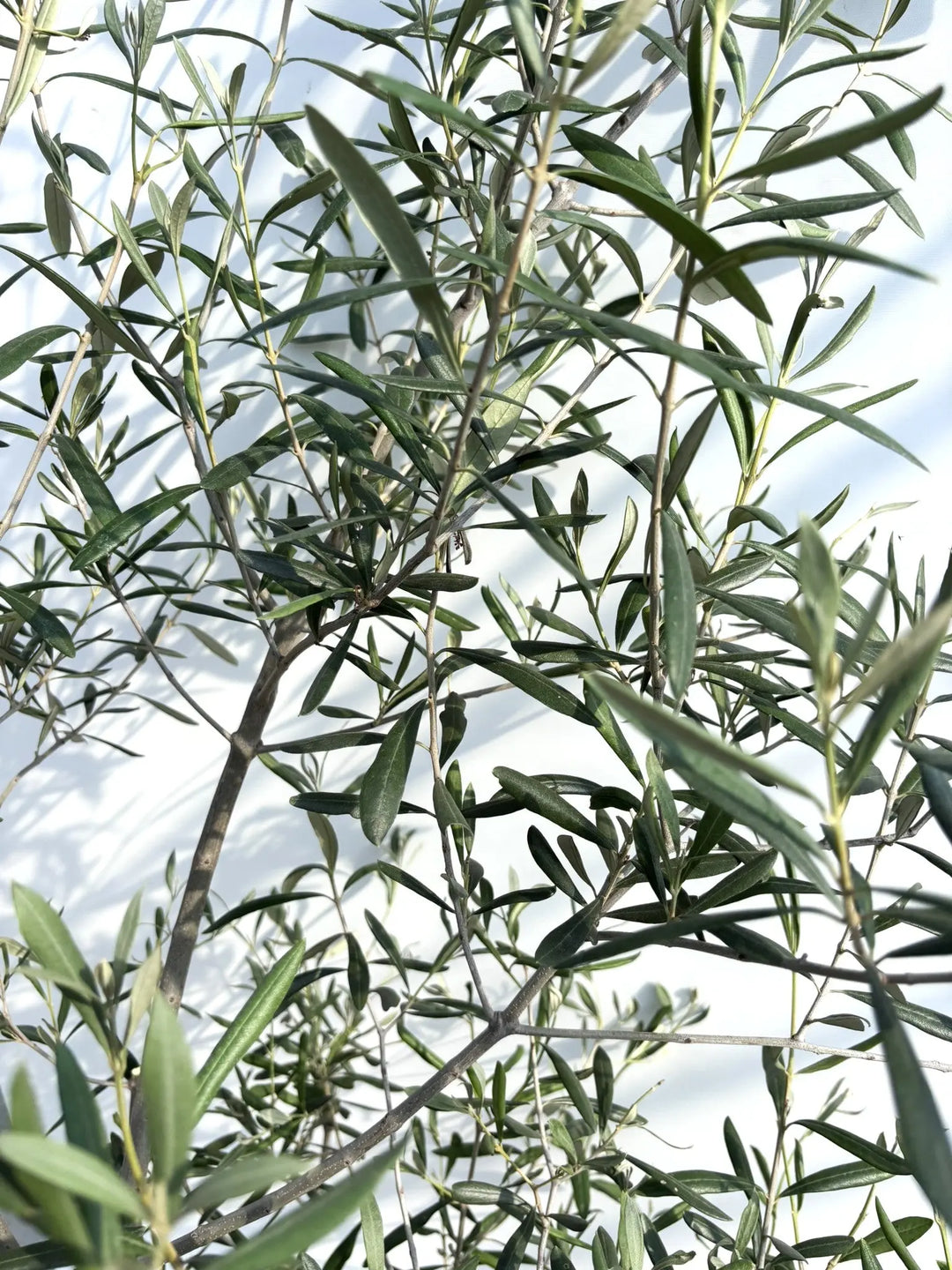 人気・直立型】コラチナ（オリーブの木）〈シンボル向き