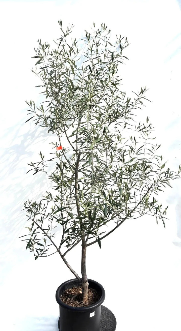 ★☺︎⭐︎☺︎★...& BUHI　オリーブの木　古木　螺旋　10号 olive-picual-40_1.jpg?1735005049