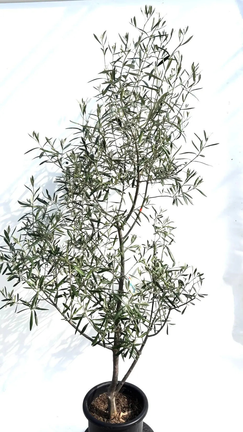 オリーブの木　ラキーノ　太幹　植物　盆栽　インテリア オリーブの木 ラキーノ 太幹 植物 インテリア オリーブ 鉢植え