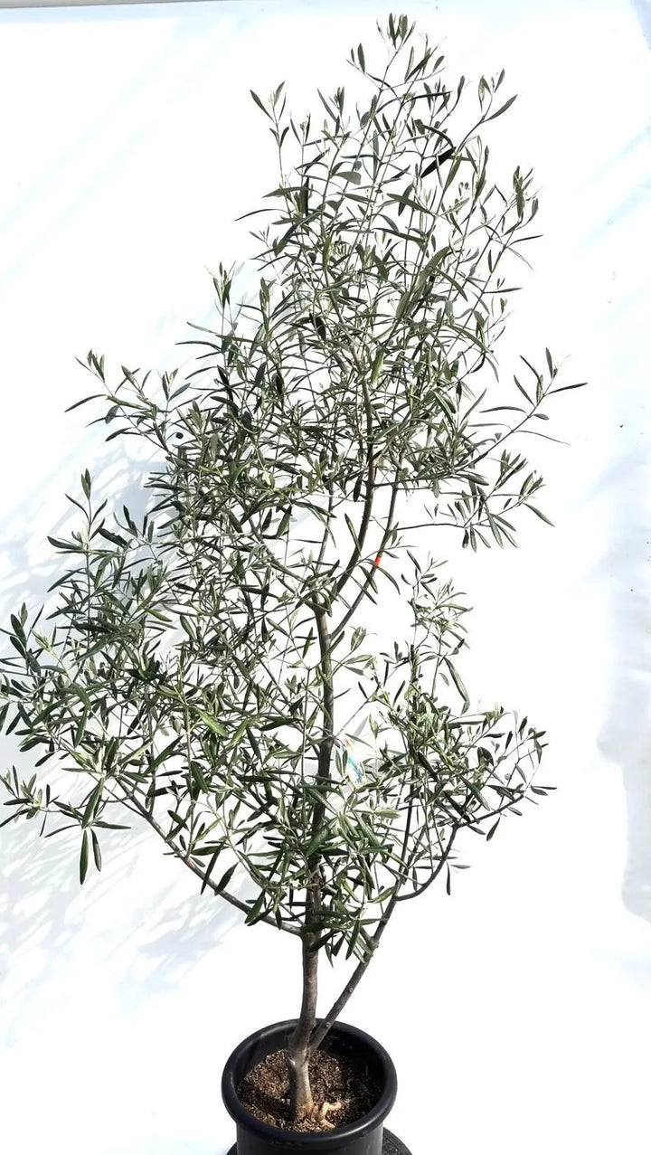 オリーブの木　サンタカテリーナ　接木　植物　シンボルツリー オリーブの木 サンタカテリーナ 接木 植物 シンボルツリー