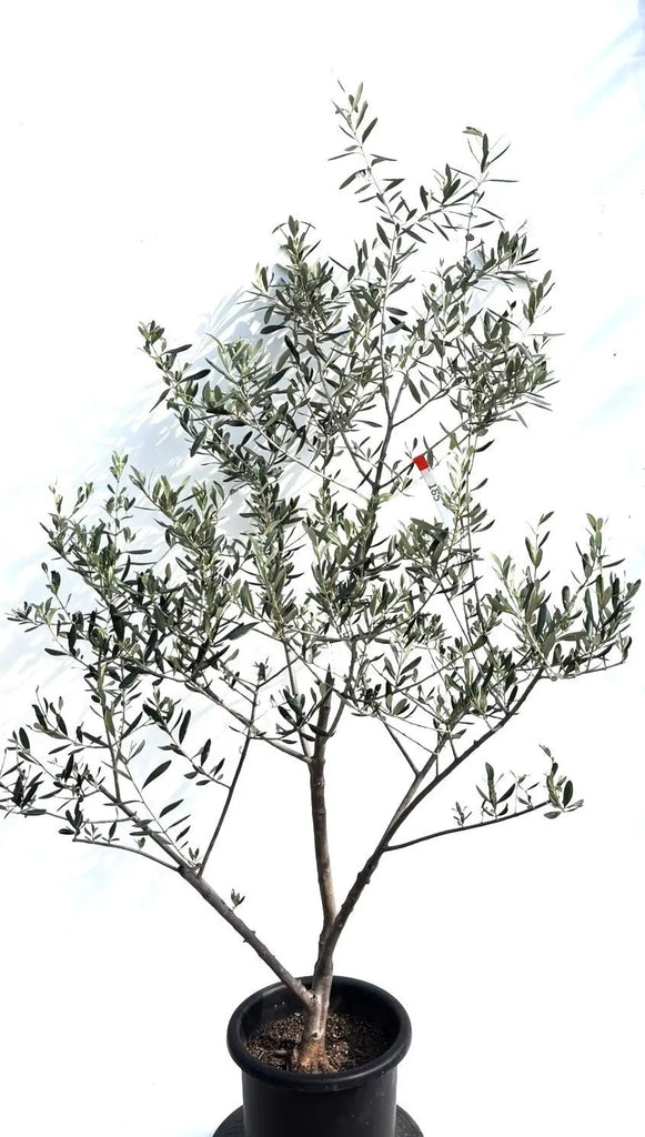 オリーブの木　コレッジョラ　8号　約130cm　NO.570　一点物 オリーブ：コレッジョラ 8号鉢植え の通販 | 園芸ネット