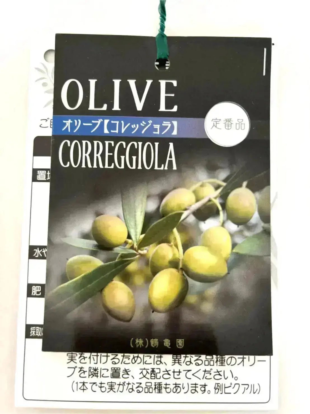 寒さに強い・開帳型】コレッジョラ（オリーブの木）〈病害虫に強い