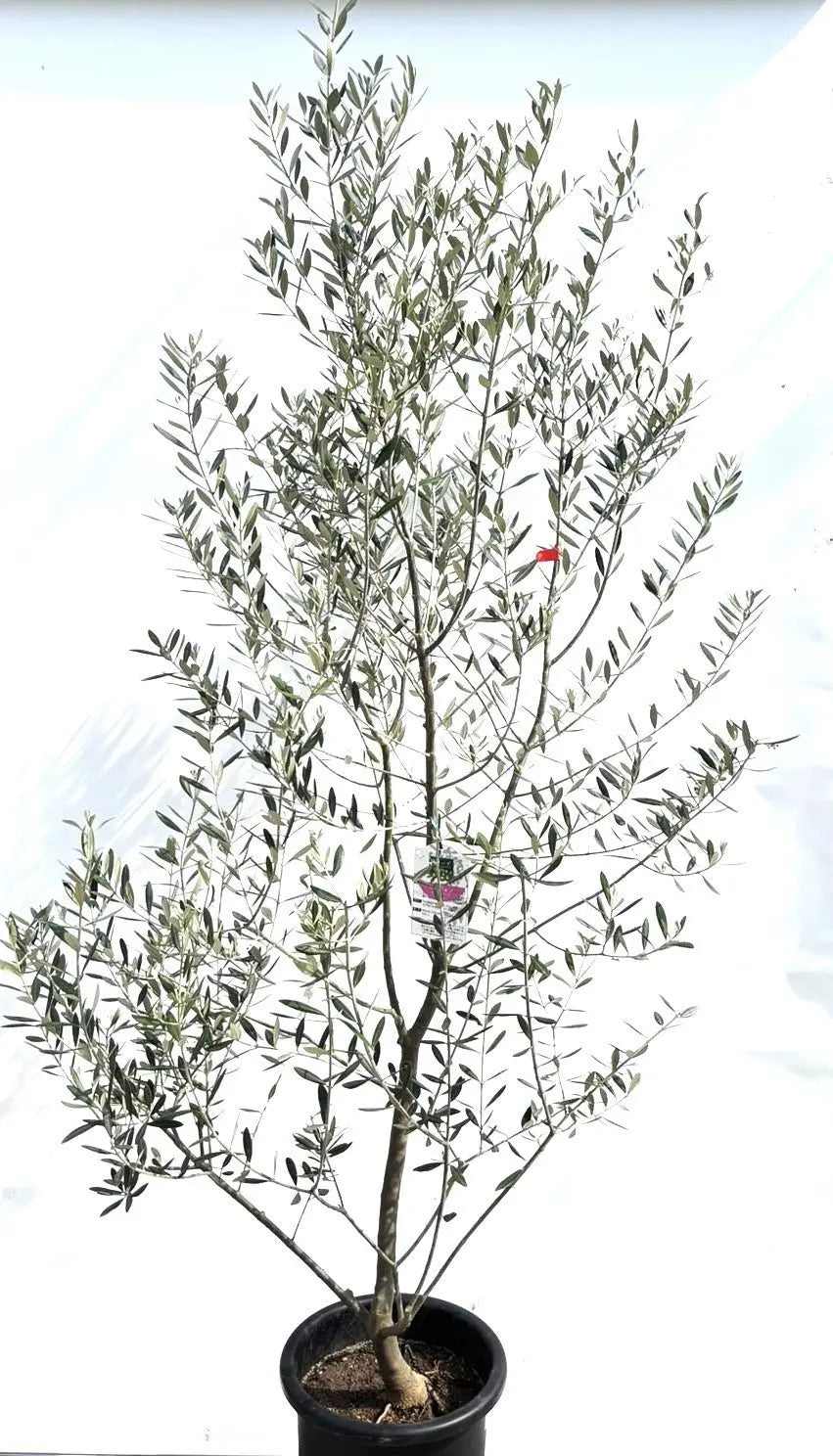 ミッション Lサイズ 約220cm K-171 オリーブの木 人気品種 - 株式会社