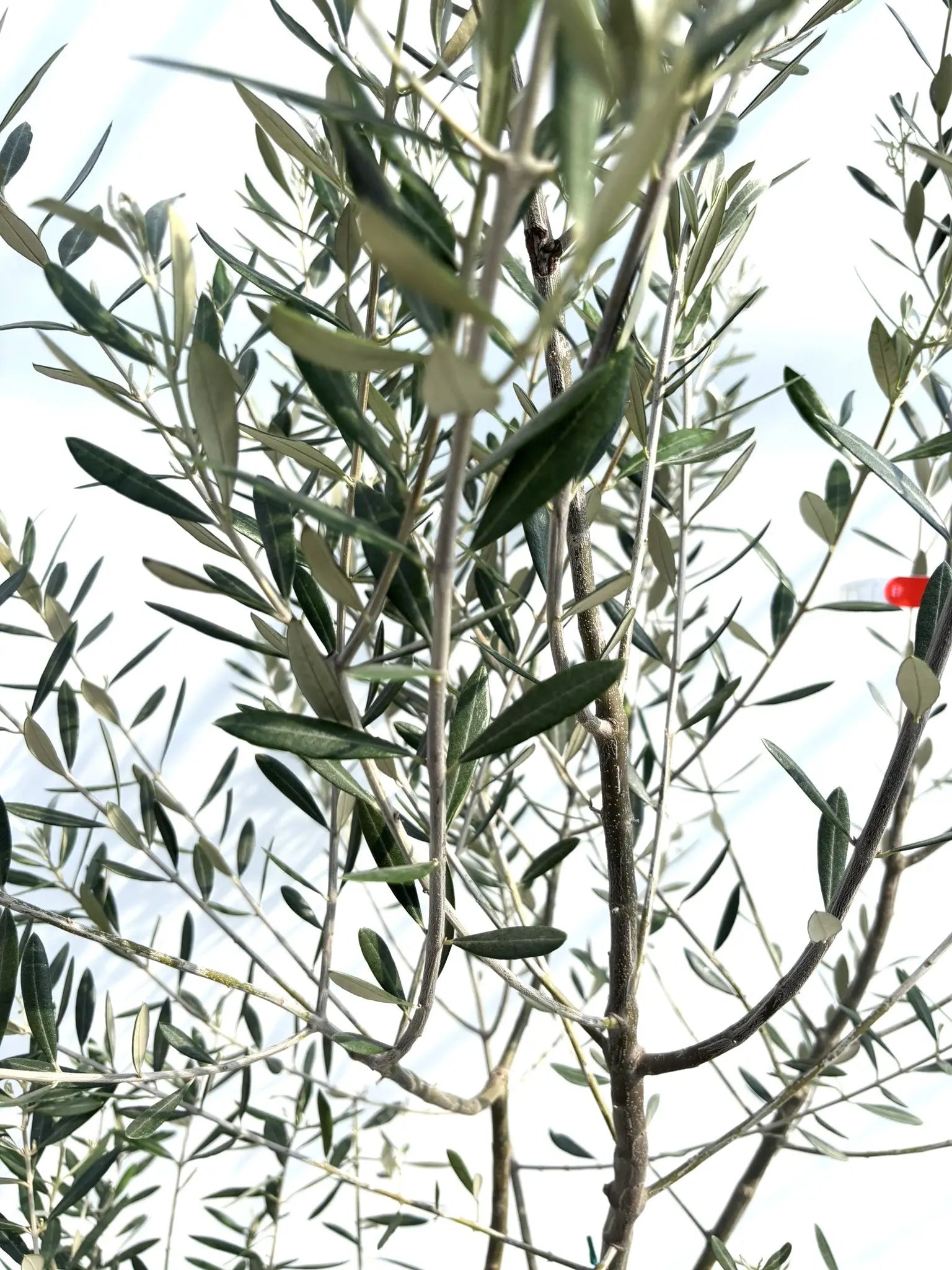 ミッション Lサイズ 約220cm K-171 オリーブの木 人気品種 - 株式会社