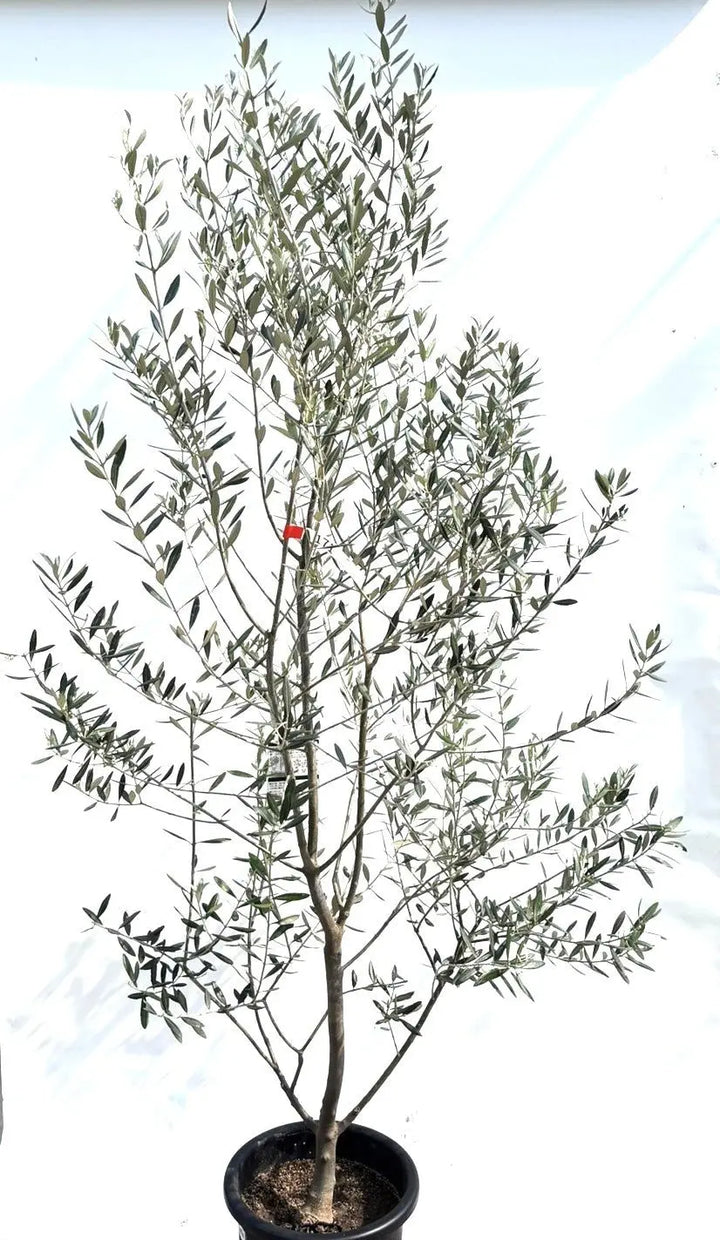 o*u様 オリーブの木,た植物/観葉植物ミッション『綺麗な樹形。全長約160㌢ 観葉植物 オリーブ 10号 ミッション ジュピター 白 付き | 観葉