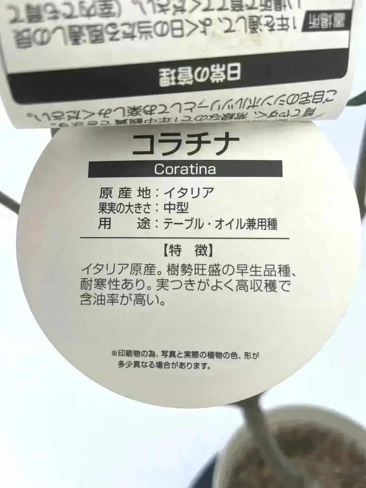 人気・直立型】コラチナ（オリーブの木）〈シンボル向き