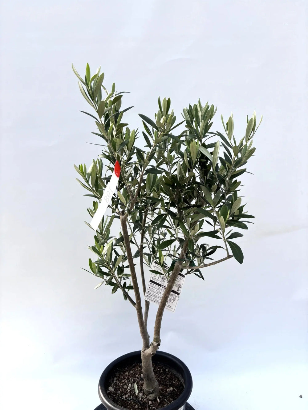 商品 – ページ35 – 株式会社鶴亀園