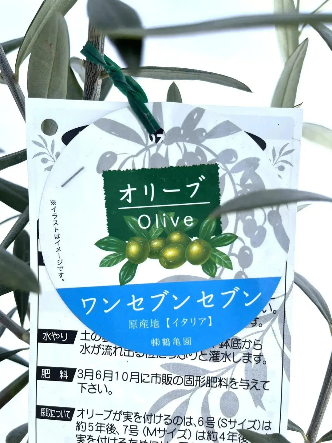 希少・銀葉・大実】ワンセブンセブン（オリーブの木）〈観葉植物〉｜約