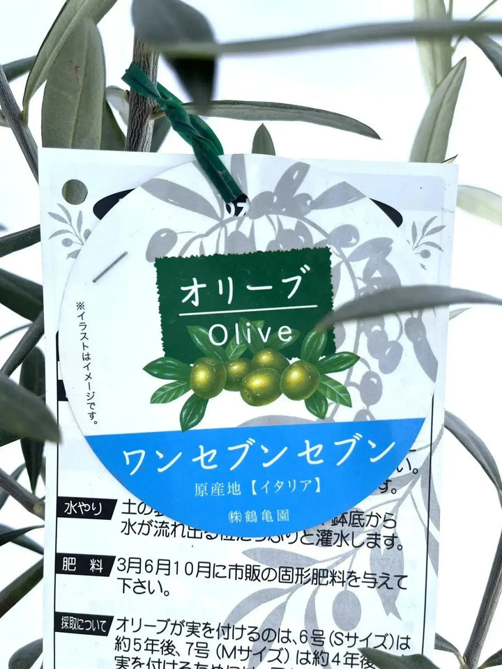 希少・銀葉・大実】ワンセブンセブン（オリーブの木）〈観葉植物〉｜約