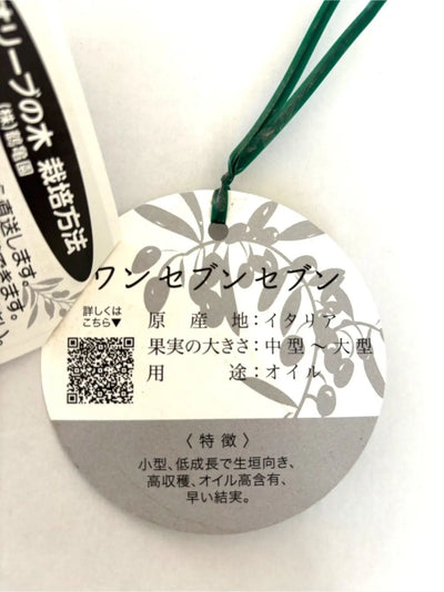 ワンセブンセブン Mサイズ　約100cm　K - 198　オリーブの木 - 株式会社鶴亀園
