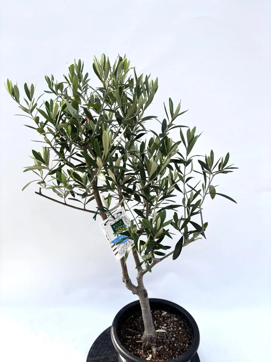 ワンセブンセブン Mサイズ 約100cm K-198 オリーブの木 - 株式会社鶴亀園