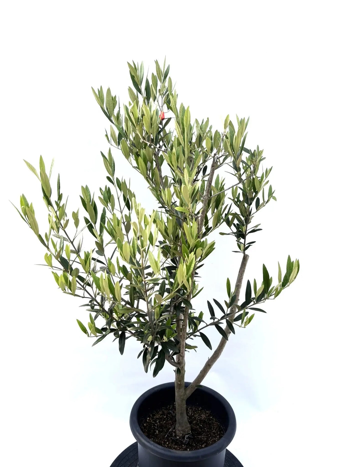 オリーブ ひなかぜ 4号サイズ【観葉植物】【インドアオリーブ