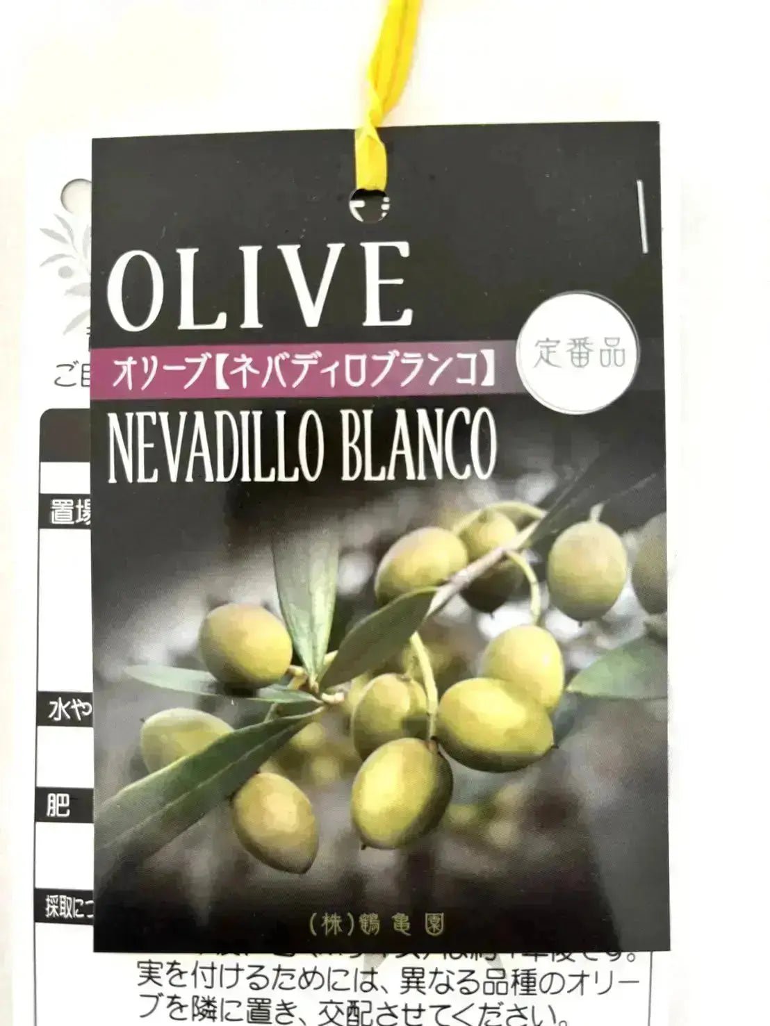オリーブの木　ネバディロブランコ　10号　約110cm　K-158　人気品種 ネバディロブランコ Mサイズ 約100cm NO.10411 オリーブの木 - 株式