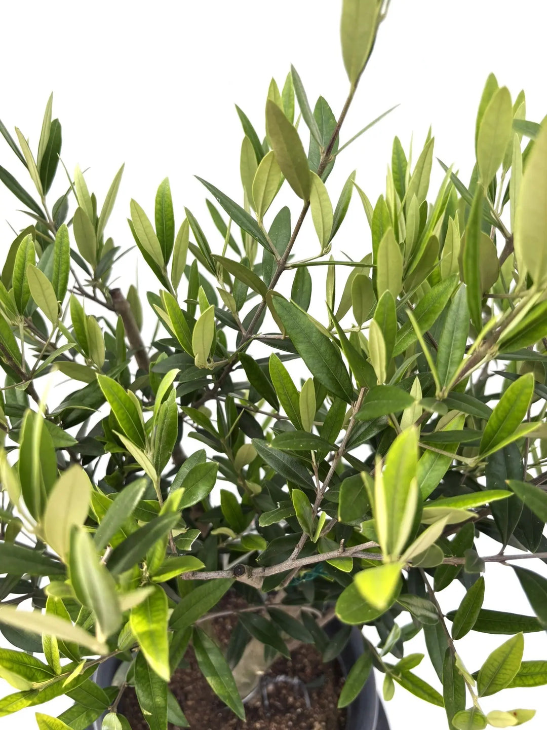 Natural Season 26インチ オリーブグリーン【引取できる方歓迎