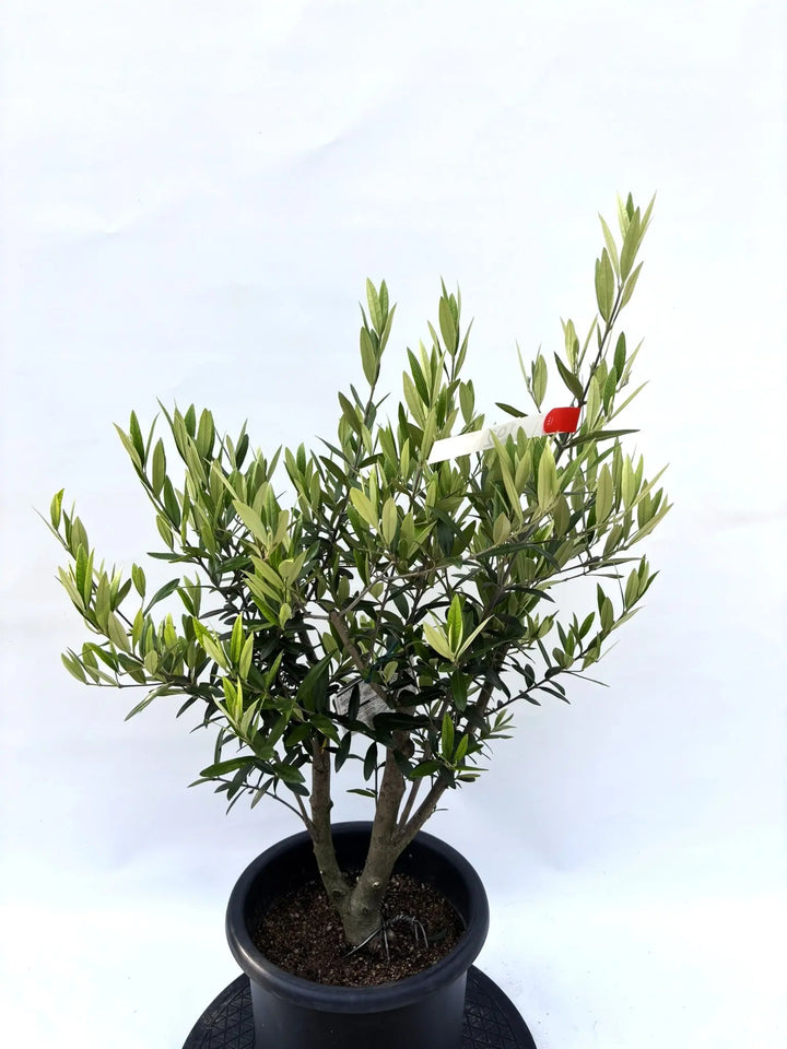 初心者向き・直立型】ひなかぜ（オリーブの木）〈目隠し〉｜90cm｜M