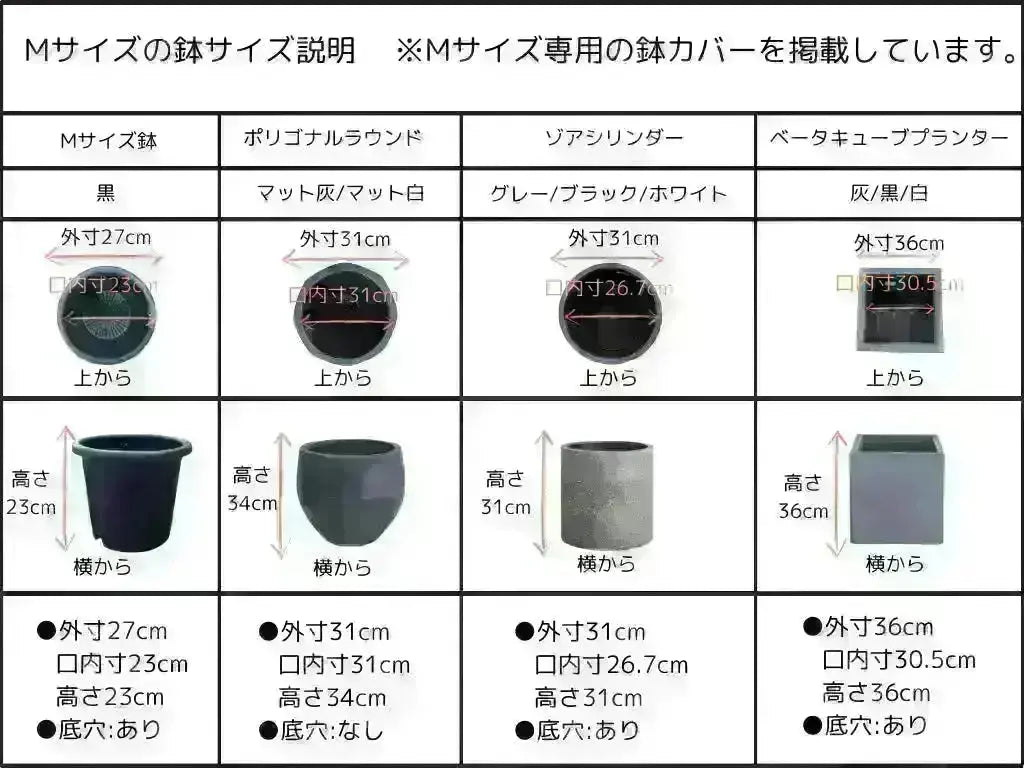 ひなかぜ Mサイズ 約180cm NO.10372 オリーブの木 - 株式会社鶴亀園