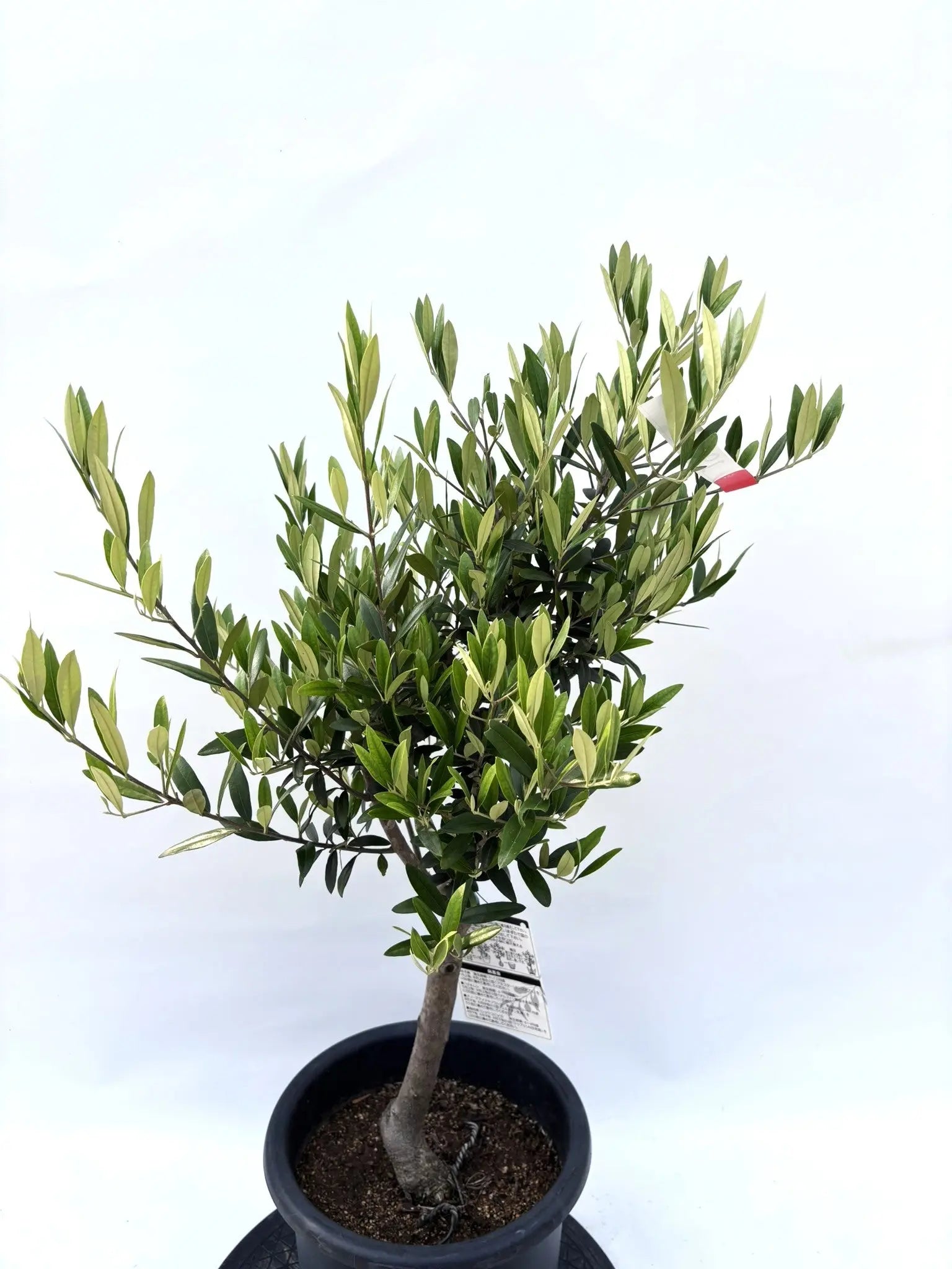 初心者向き・直立型】ひなかぜ（オリーブの木）〈目隠し〉｜90cm｜M