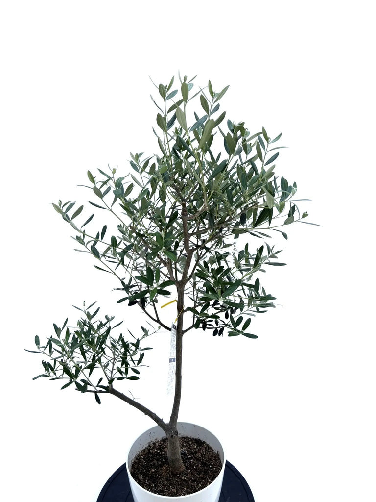 人気・開帳型】ネバディロブランコ（オリーブの木）〈初心者向き