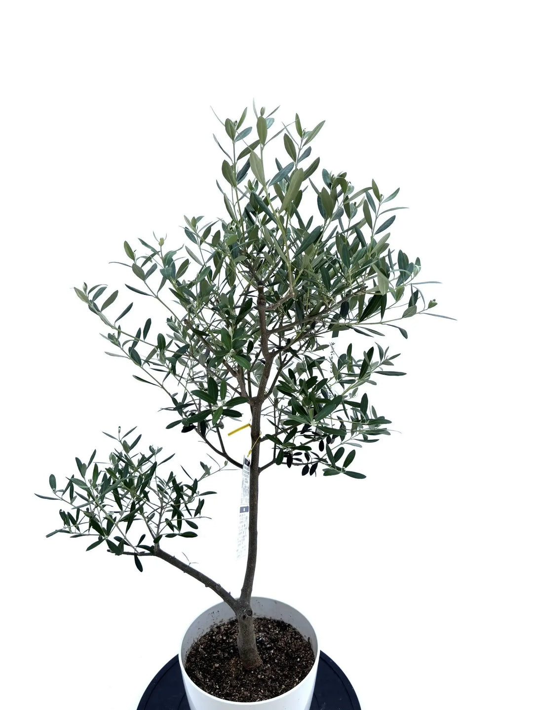 人気・開帳型】ネバディロブランコ（オリーブの木）〈初心者向き