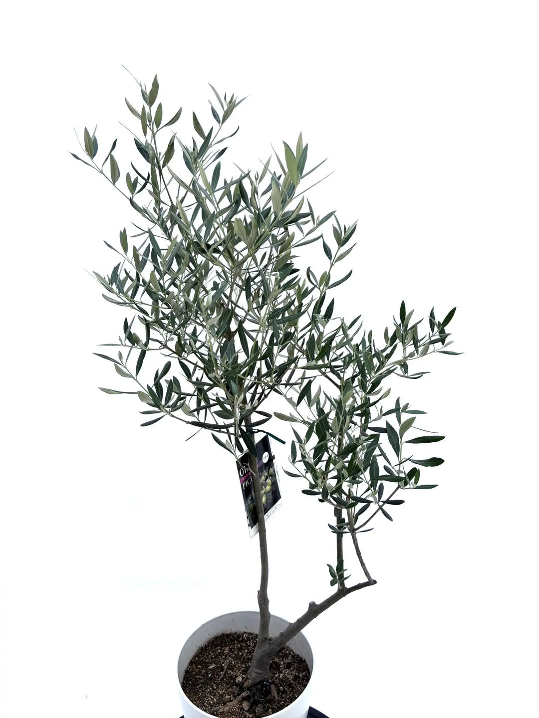 オリーブの木 ピクアル 10号 約185cm NO.691 人気品種 現品掲載 オリーブの